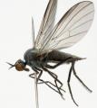Rhamphomyia (Pararhamphomyia) pilifer (female) (1)