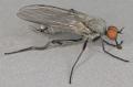 Rhamphomyia (Pararhamphomyia) pilifer (male) (2)