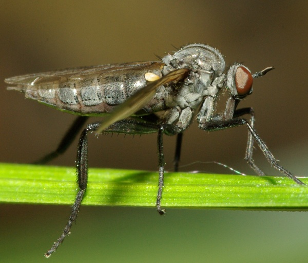 Empididae: Rhamphomyia (Rhamphomyia) sulcatella (female) (1)