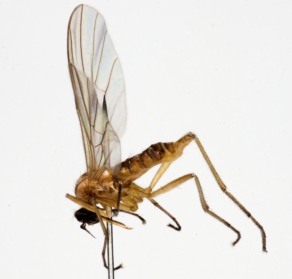 Empididae: Rhamphomyia (Holoclera) sciarina (female) (1)