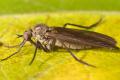 Rhamphomyia (Rhamphomyia) spinipes (female) (1)