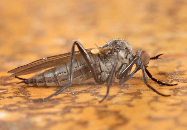 Empididae: Rhamphomyia (Rhamphomyia) trilineata (female) (1)