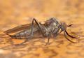 Rhamphomyia (Rhamphomyia) trilineata (female) (1)