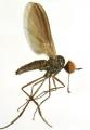 Rhamphomyia (Holoclera) umbripennis (male) (2)