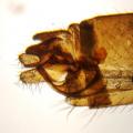 Rhamphomyia (Holoclera) umbripennis (male) (3)
