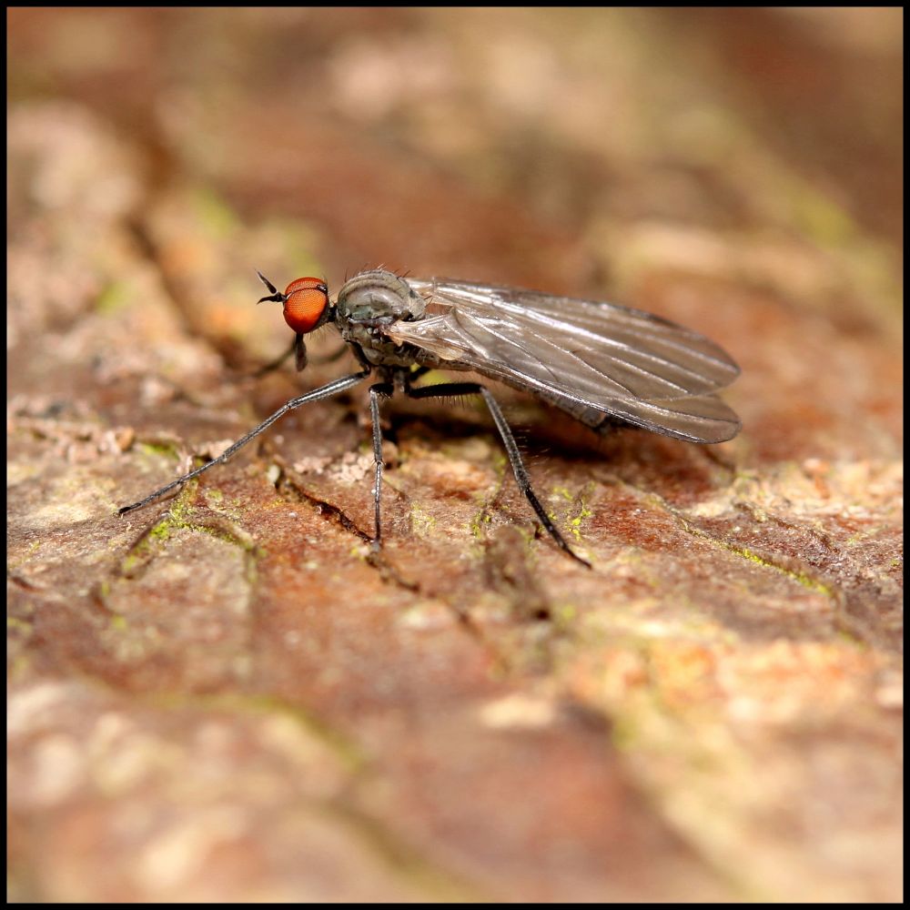 Empididae: Rhamphomyia (Pararhamphomyia) marginata (male) (1)