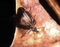 Rhamphomyia (Pararhamphomyia) marginata (female) (1)