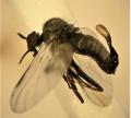 Rhamphomyia (Rhamphomyia) plumipes (male) (1)