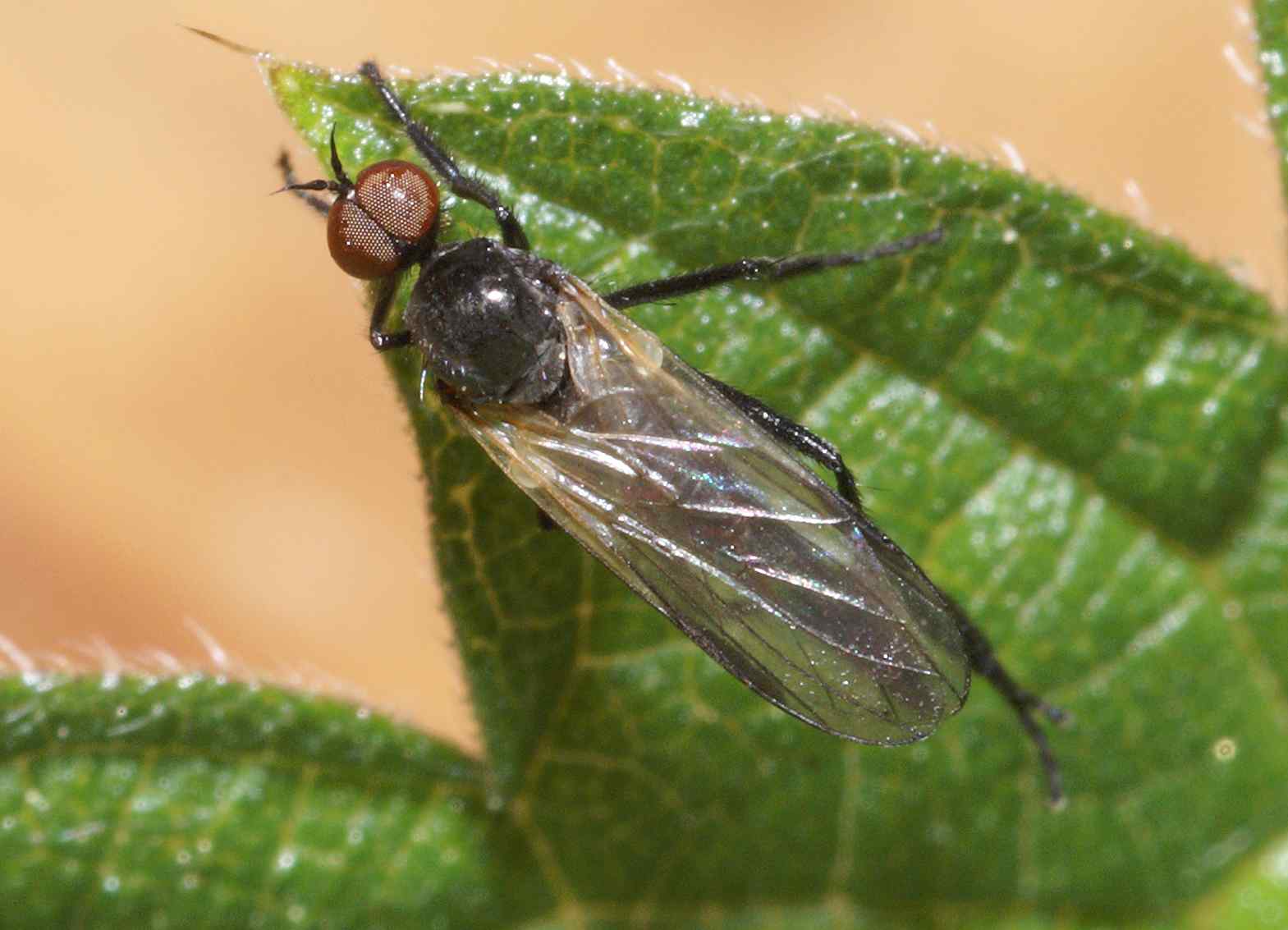 Empididae: Rhamphomyia (Pararhamphomyia) tarsata (male) (1)