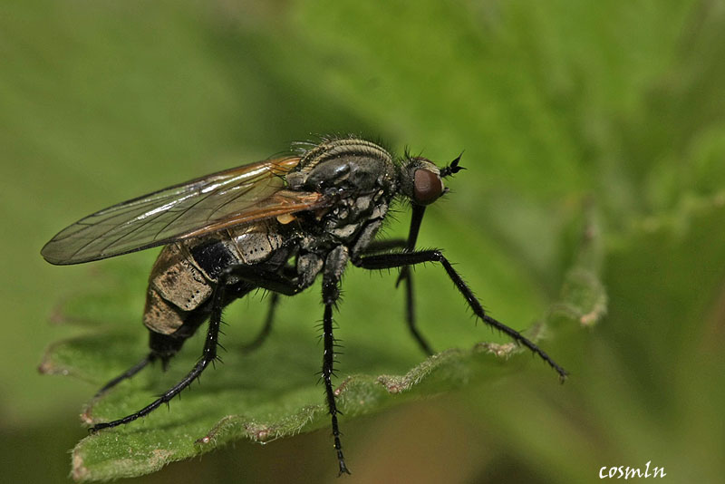 Empididae: Empis (Euempis) sericans (female) (1)