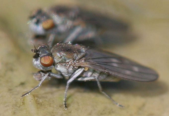 Ephydridae: Scatella paludum (female) (1)