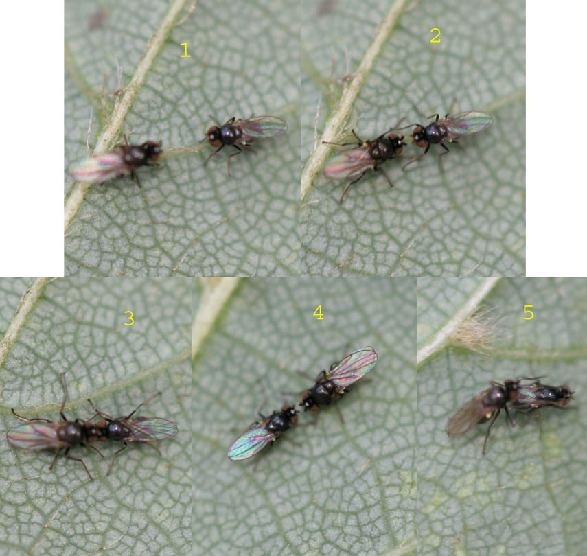 Ephydridae: Hydrellia albilabris (courtship) (1)