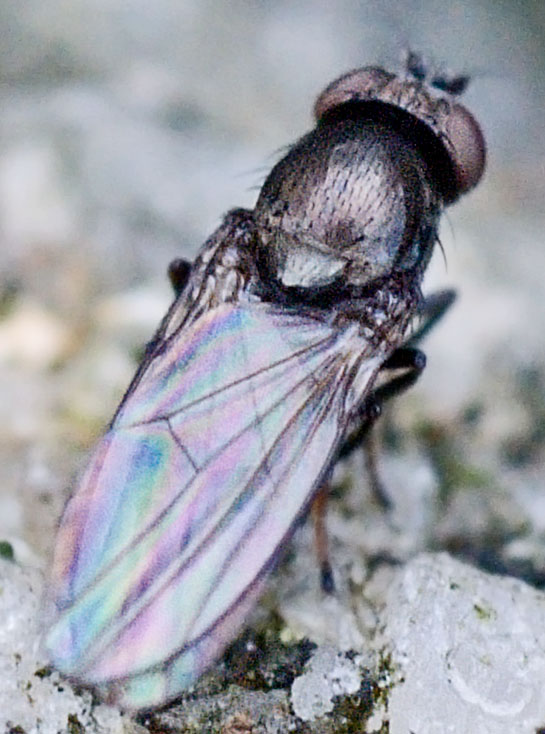 Ephydridae: Ditrichophora sp. (2)