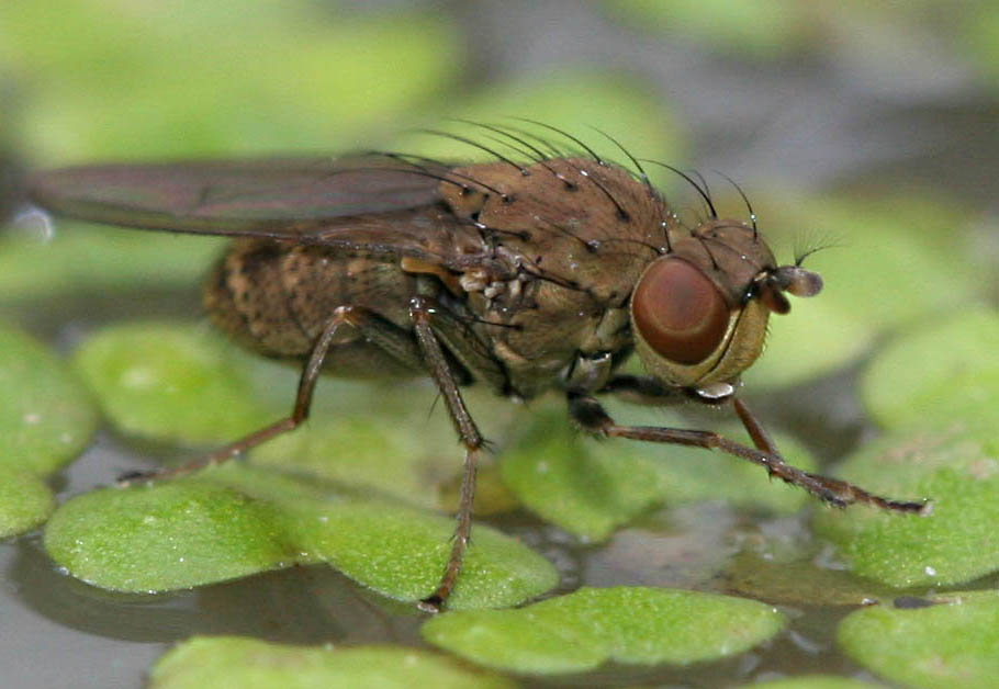 Ephydridae: Notiphila brunipes (1)