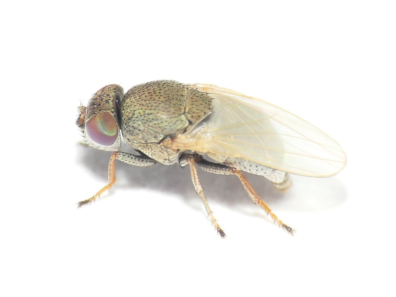 Ephydridae: Hecamede albicans (female) (1)