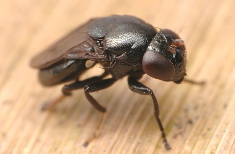 Ephydridae: Discomyza incurva (2)