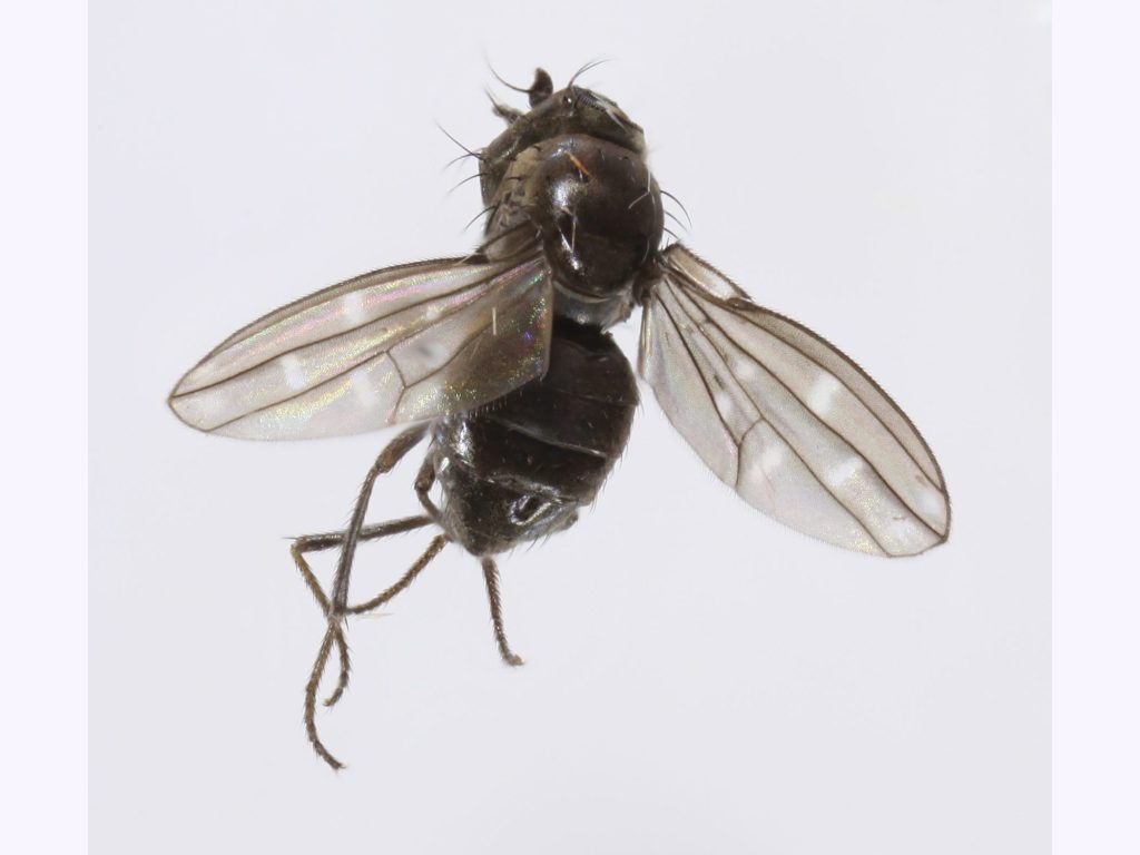 Ephydridae: Scatella sp. (1)