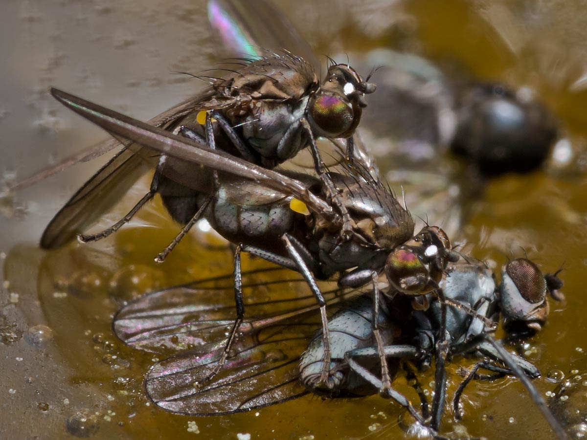 Ephydridae: Hydrellia victoria (copula) (1)