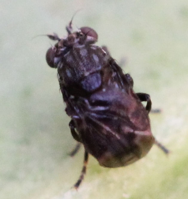 Ephydridae: Parydroptera discomyzina (2)