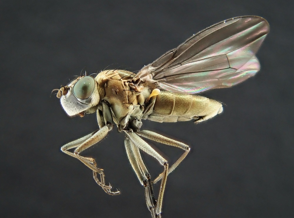 Ephydridae: Setacera micans (male) (2)