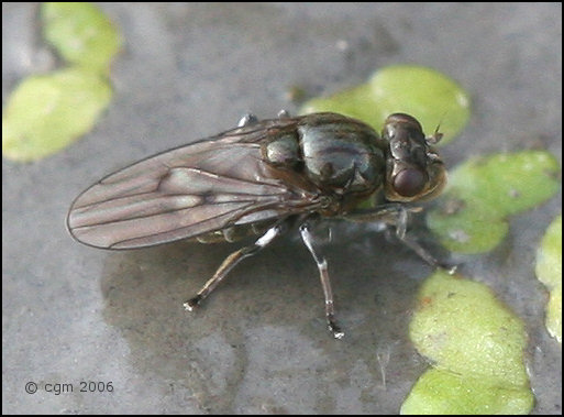 Ephydridae: Parydra (Parydra) aquila (2)