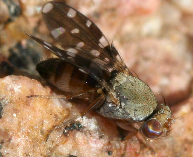 Ephydridae: Actocetor indicus (1)