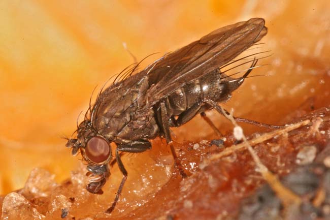 Ephydridae: Dichaeta caudata (male) (1)