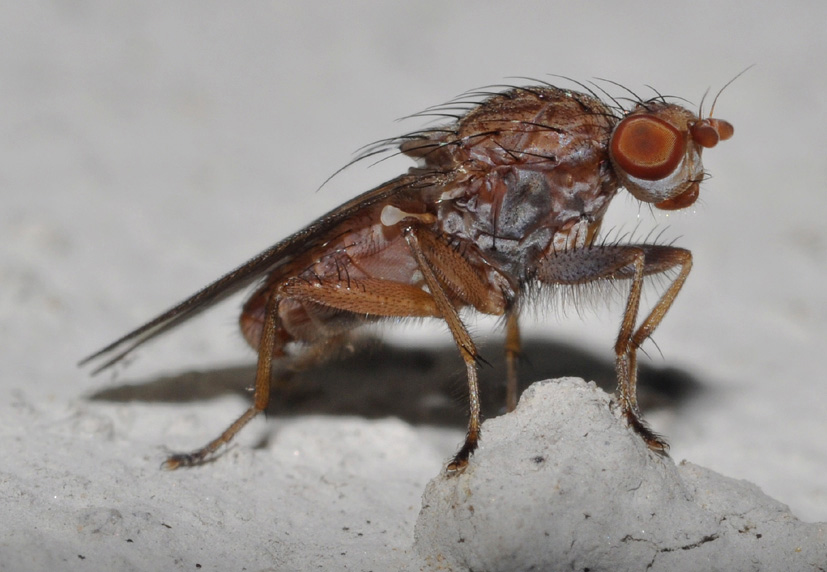 Heleomyzidae: Suillia humilis (male) (2)