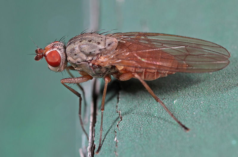 Heleomyzidae: Tephrochlamys rufiventris (2)
