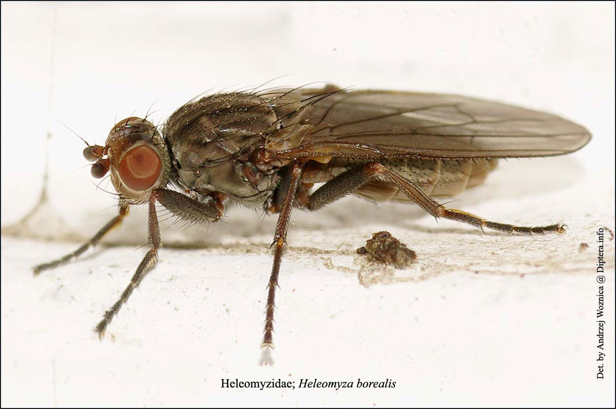 Heleomyzidae: Heleomyza borealis (female) (2)