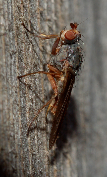 Heleomyzidae: Gymnomus cf. caesius (female) (1)