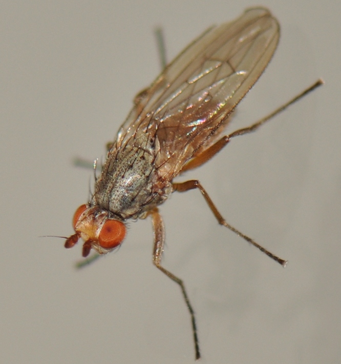 Heleomyzidae: Tephrochlamys rufiventris (male) (3)
