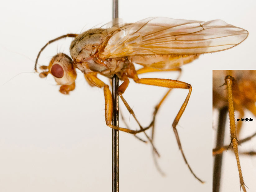 Heleomyzidae: Eccoptomera pallescens (female) (1)