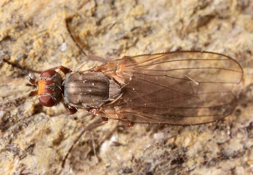 Heleomyzidae: Heleomyza serrata (female) (1)