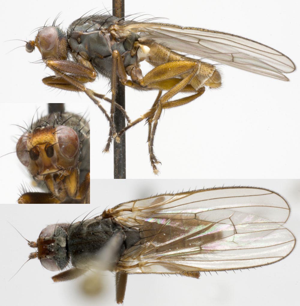 Heleomyzidae: Heleomyza serrata (male) (1)