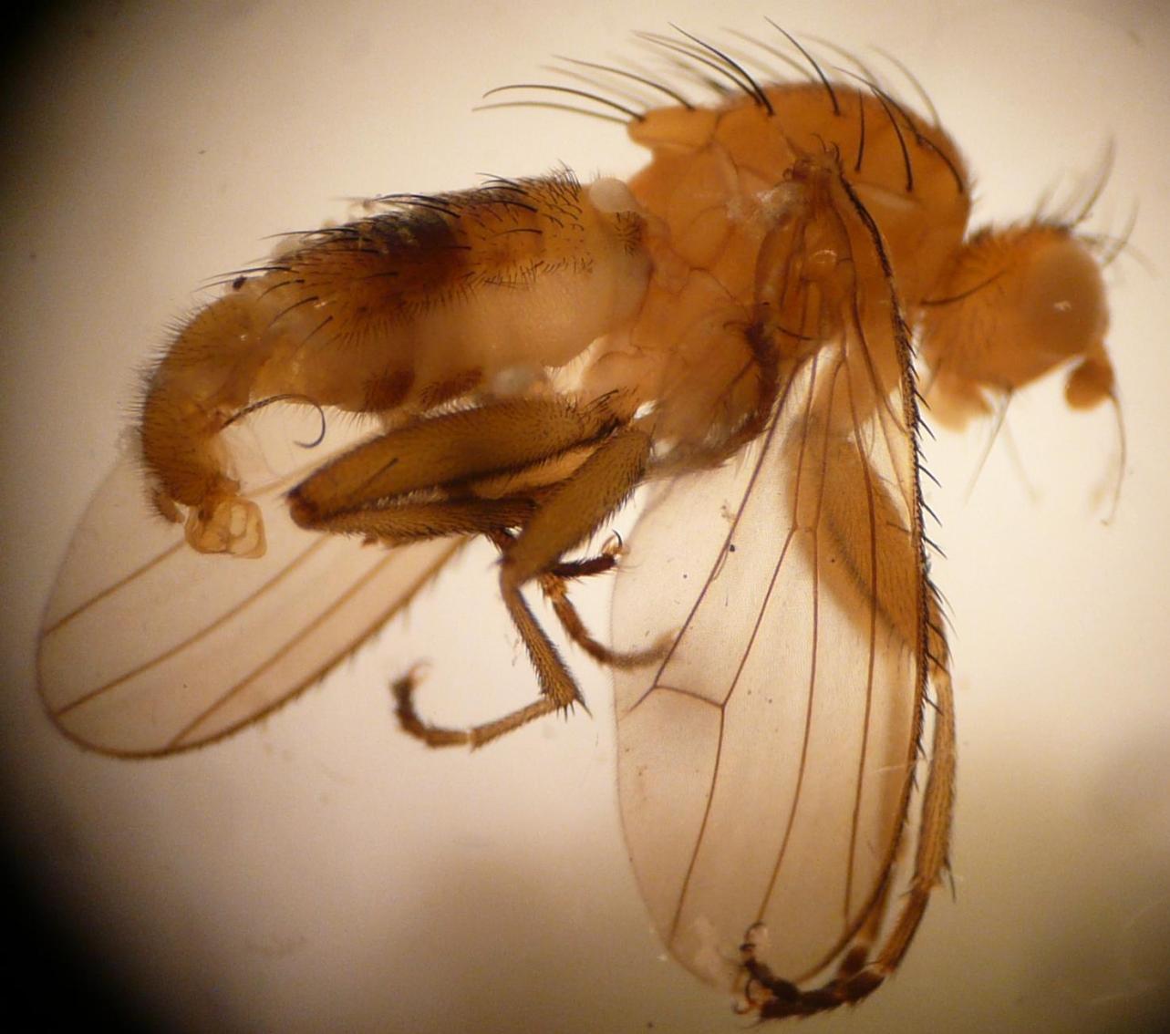 Heleomyzidae: Scoliocentra (Chaetomus) confusa (male) (1)