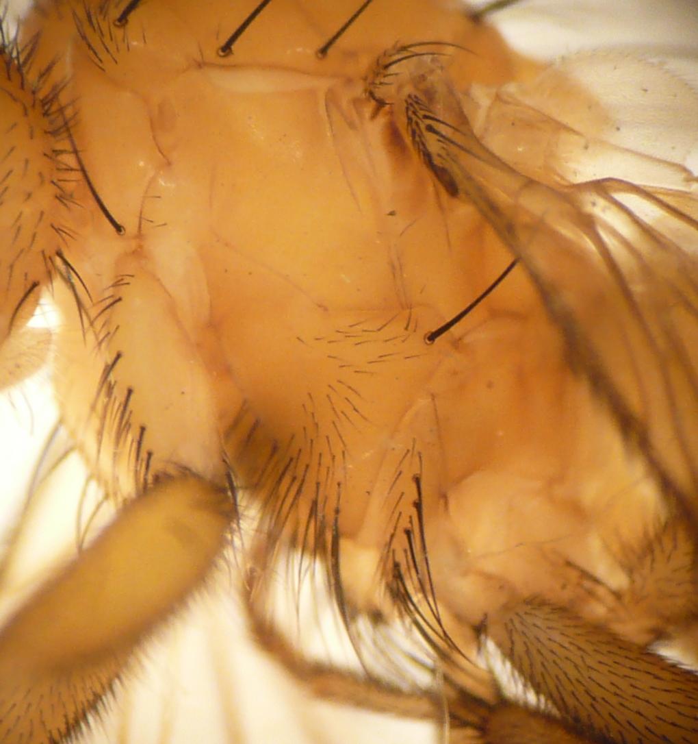 Heleomyzidae: Scoliocentra (Chaetomus) confusa (male) (3)