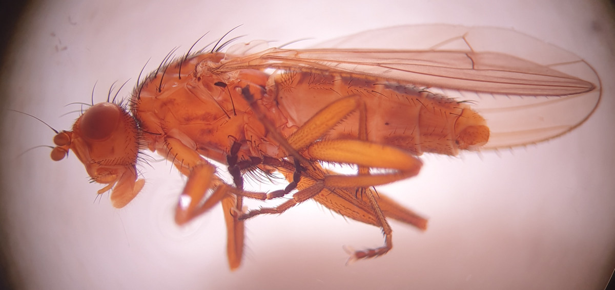Heleomyzidae: Schroederella iners (male) (2)