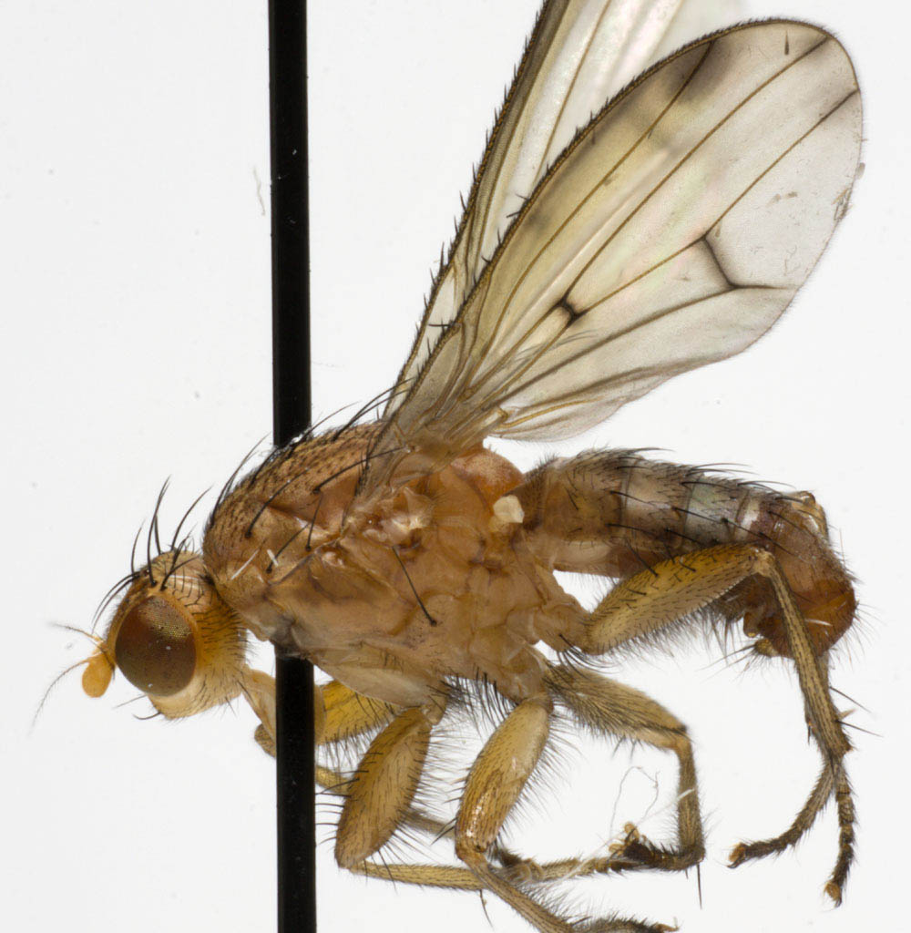 Heleomyzidae: Suillia laevifrons (male) (1)