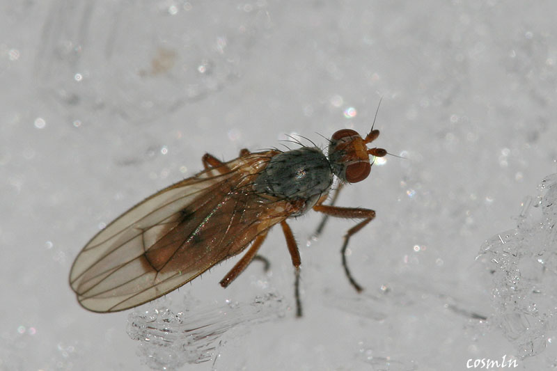 Heleomyzidae: Scoliocentra (Leriola) nigrinervis (female) (1)