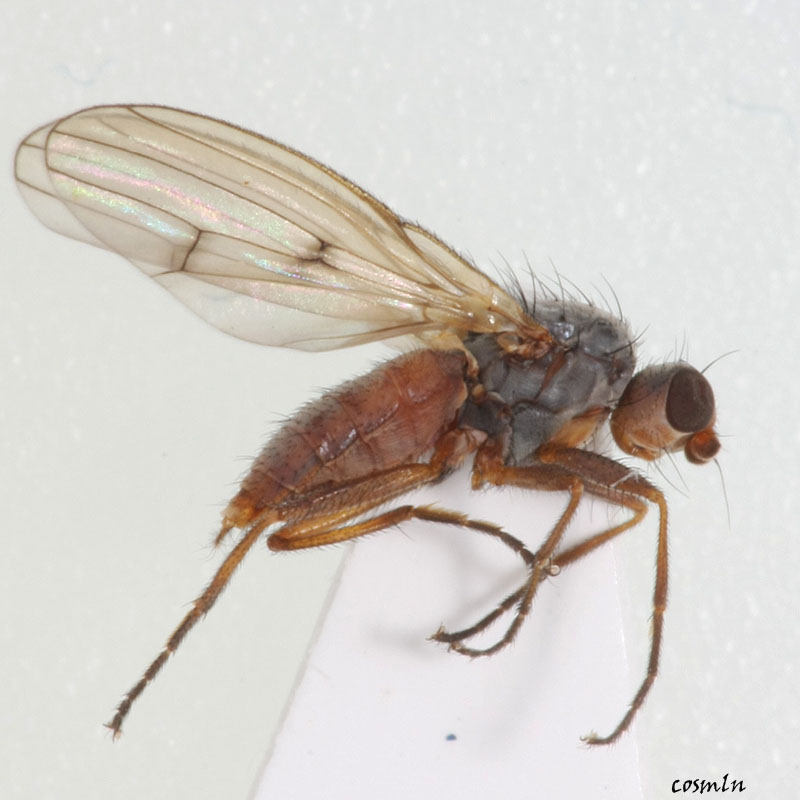 Heleomyzidae: Scoliocentra (Leriola) nigrinervis (female) (3)