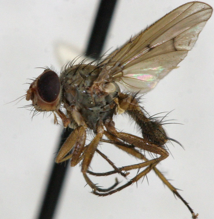 Anthomyiidae: Eutrichota geomyis (male) (1)