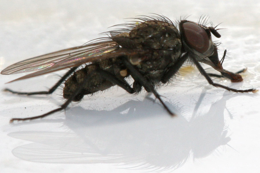 Anthomyiidae: Delia platura (male) (3)