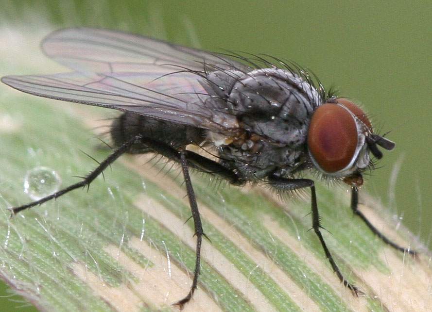 Anthomyiidae: Lasiomma seminitidum (male) (1)