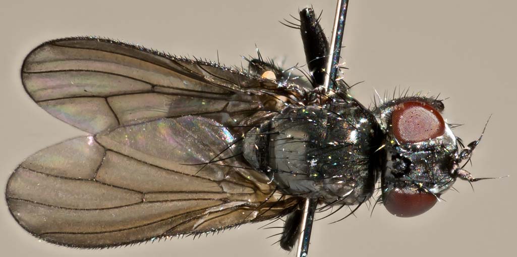 Anthomyiidae: Phorbia moliniaris (female) (2)