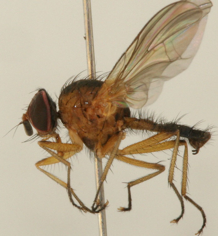 Anthomyiidae: Pegomya geniculata (male) (1)