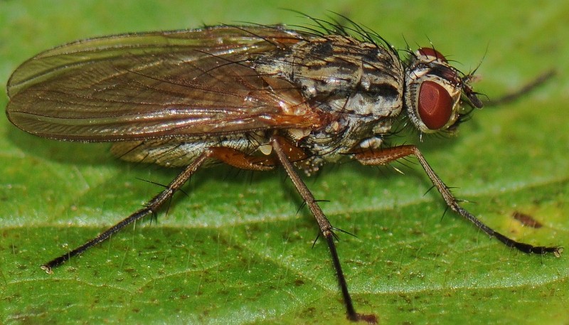 Anthomyiidae: Eutrichota praepotens (female) (1)
