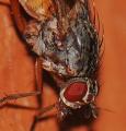 Mycophaga testacea (female) (3)