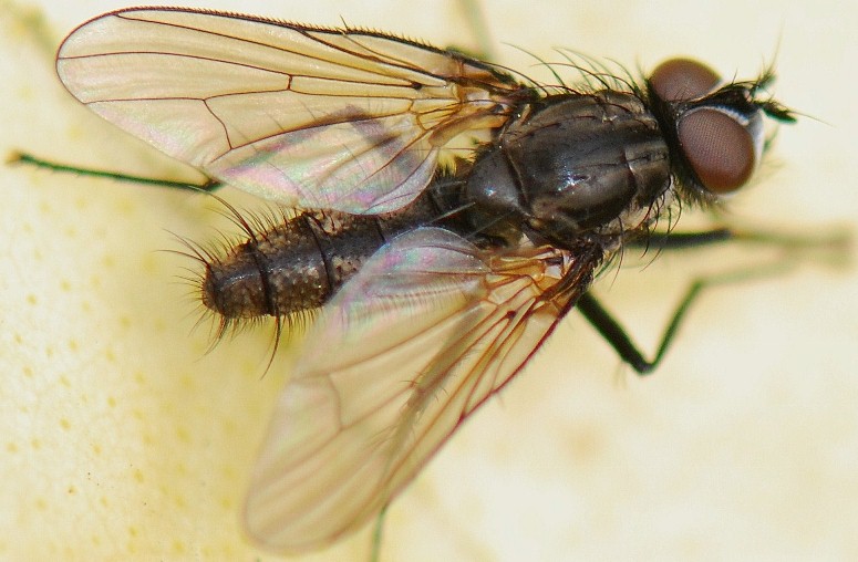 Anthomyiidae: Delia radicum (male) (1)