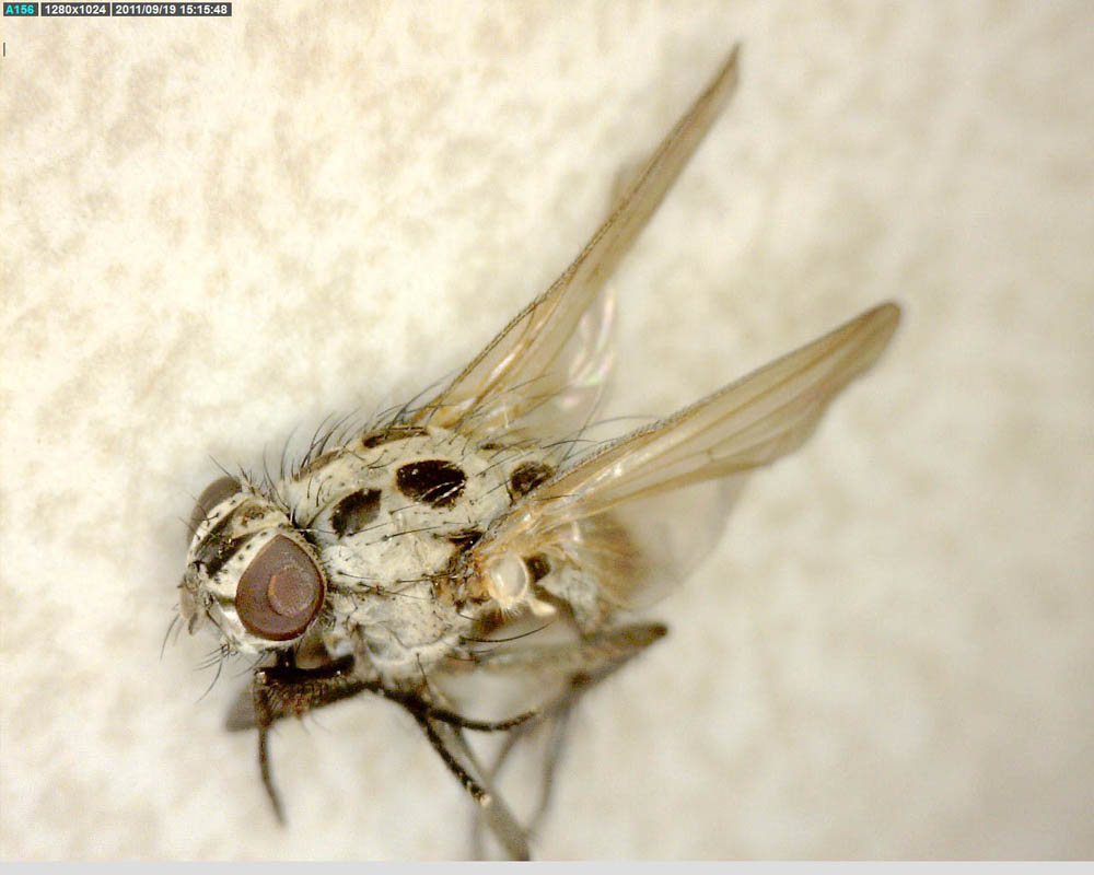 Anthomyiidae: Anthomyia plurinotata (female) (1)